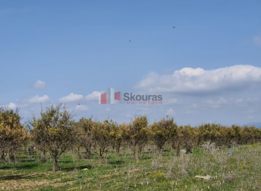  Nea Kios Terrain Agricole 4.600 m2