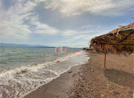 Plot Kantia, Asini 556 m2 - 22