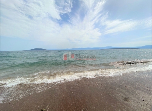 Plot Kantia, Asini 556 m2 - 5