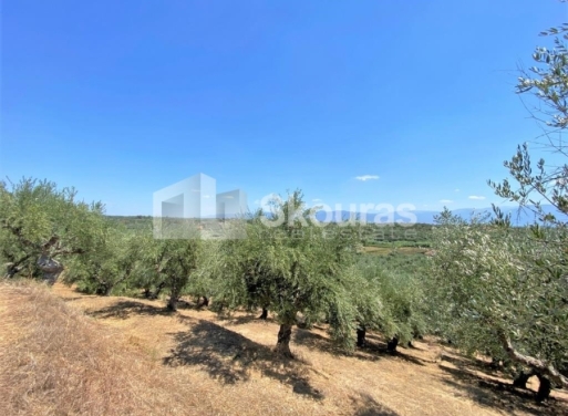 Plot Velika, Messini 7.020 m2 - 10