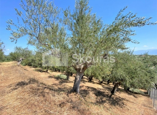 Plot Velika, Messini 7.020 m2 - 21