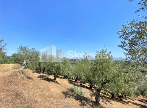 Plot Velika, Messini 7.020 m2 - 22