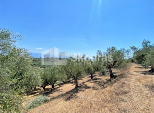 Plot Velika, Messini 7.020 m2 - 4