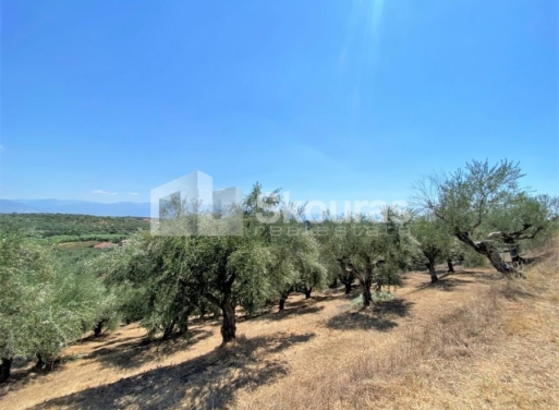Plot Velika, Messini 7.020 m2 - 6