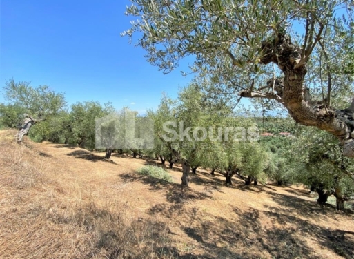 Plot Velika, Messini 7.020 m2 - 7
