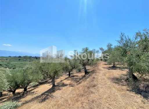 Plot Velika, Messini 7.020 m2 - 9