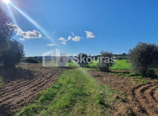 Landparzelle Petrothalassa, Kranidi 5.600 qm - 12