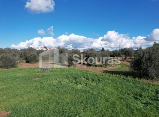 Landparzelle Petrothalassa, Kranidi 5.600 qm - 23