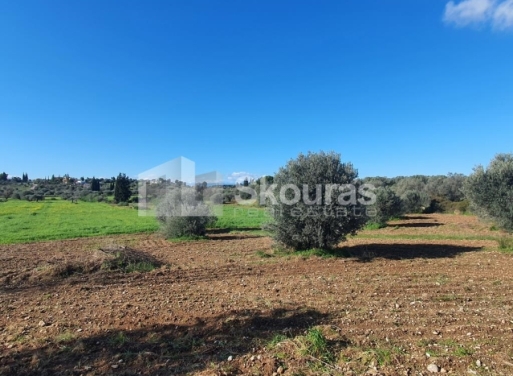 Landparzelle Petrothalassa, Kranidi 5.600 qm - 6