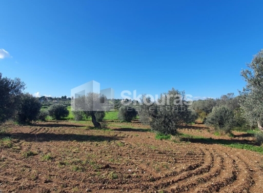 Landparzelle Petrothalassa, Kranidi 5.600 qm - 8