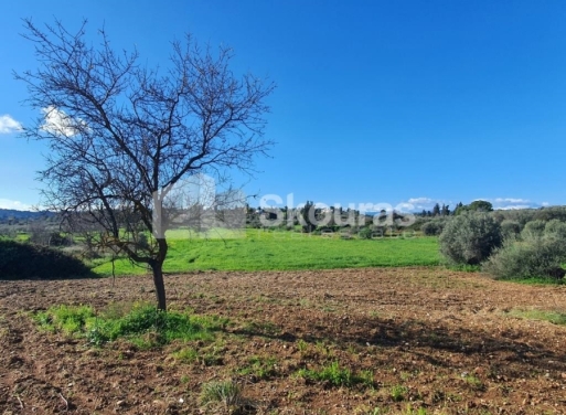 Landparzelle Petrothalassa, Kranidi 5.600 qm - 9