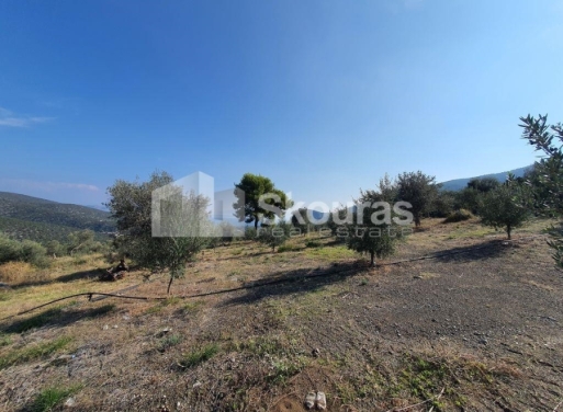 Agricultural Land Nea Epidavros, Epidavros 4.500 m2 - 5