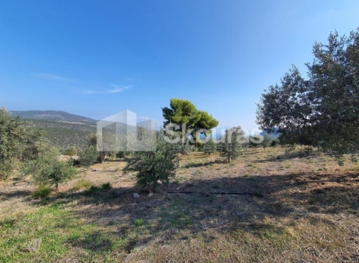 Agricultural Land Nea Epidavros, Epidavros 4.500 m2 - 6