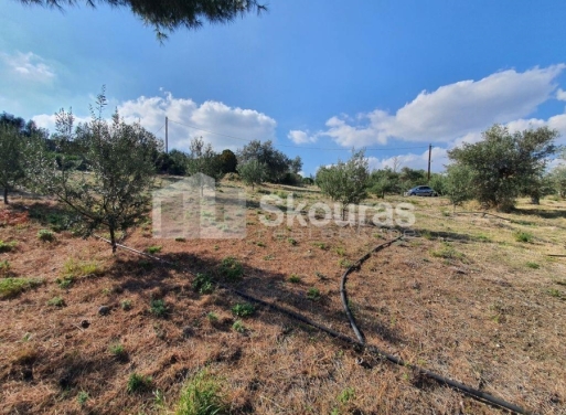 Agricultural Land Nea Epidavros, Epidavros 4.500 m2 - 7
