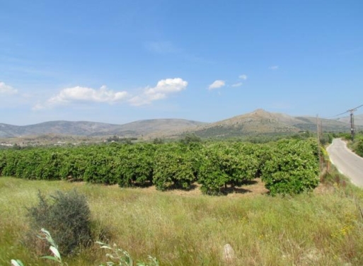 Midea Agricultural Land  3700 m2