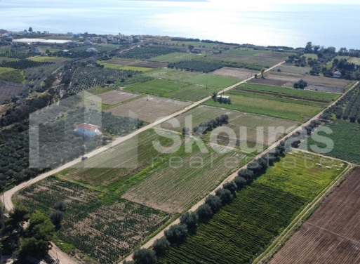 Landparzelle Kantia, Asini 9.500 qm - 3