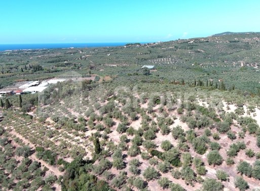 Landparzelle Korifasio, Nestoras 5.867 qm - 8