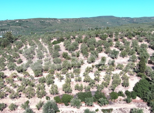Landparzelle Korifasio, Nestoras 5.867 qm - 6