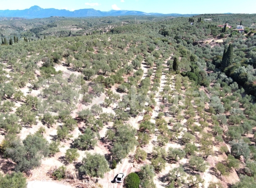 Landparzelle Korifasio, Nestoras 5.867 qm - 3