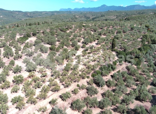 Landparzelle Korifasio, Nestoras 5.867 qm - 4