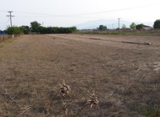 Nea Kios Agricultural Land  10000 m2