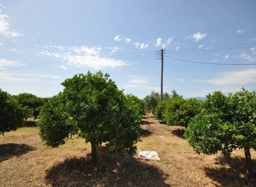Nea Kios Agricultural Land  15000 m2