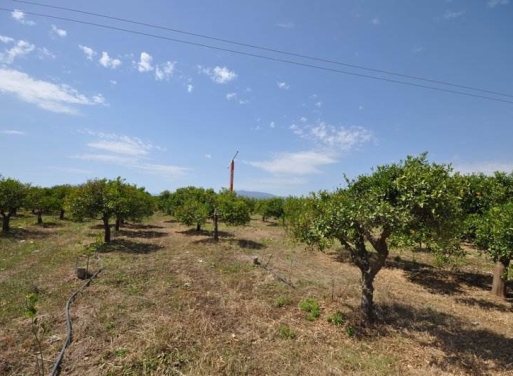Nea Kios Agricultural Land  15000 m2