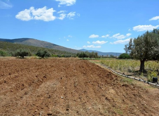 Landparzelle Kantia, Asini 4.200 qm - 8
