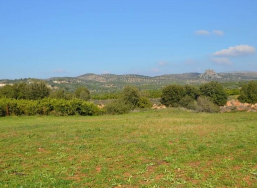 Landparzelle Agios Adrianos, Nea Tiryntha 4.770 qm - 13
