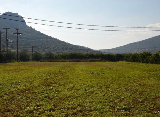 Landparzelle Agios Adrianos, Nea Tiryntha 4.770 qm - 14
