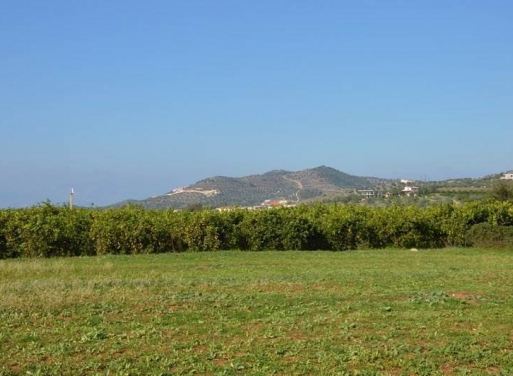 Landparzelle Agios Adrianos, Nea Tiryntha 4.770 qm - 16