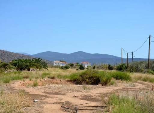 Αγροτεμάχιο Κάντια, Ασίνη 4.850 τ.μ. - 12