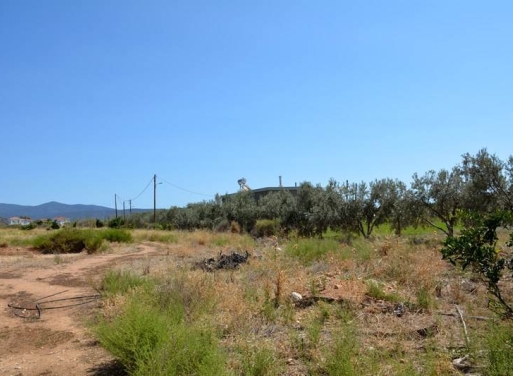 Αγροτεμάχιο Κάντια, Ασίνη 4.850 τ.μ. - 13