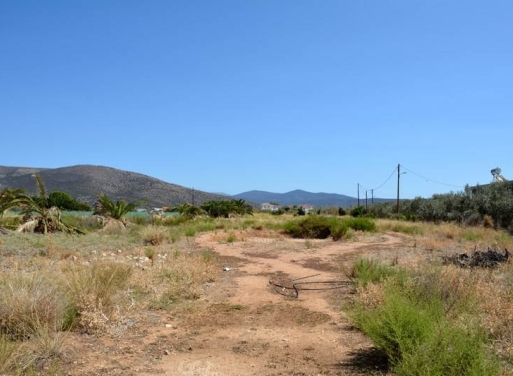 Αγροτεμάχιο Κάντια, Ασίνη 4.850 τ.μ. - 18