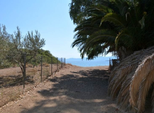 Αγροτεμάχιο Κάντια, Ασίνη 4.850 τ.μ. - 20