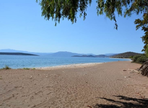 Αγροτεμάχιο Κάντια, Ασίνη 4.850 τ.μ. - 21