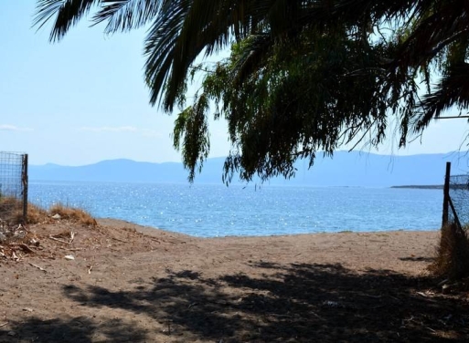 Αγροτεμάχιο Κάντια, Ασίνη 4.850 τ.μ. - 23