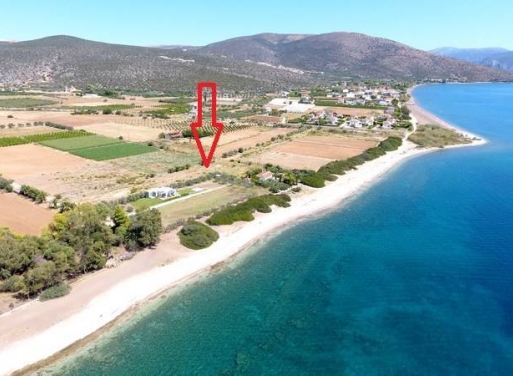 Αγροτεμάχιο Κάντια, Ασίνη 4.850 τ.μ. - 3