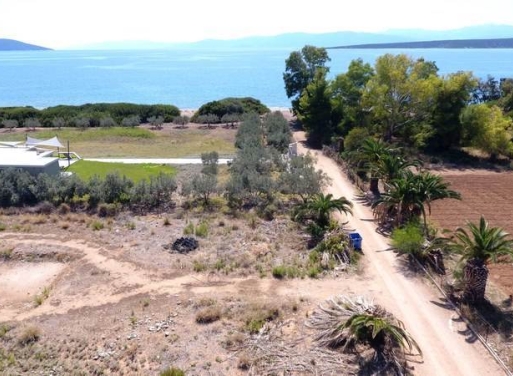 Αγροτεμάχιο Κάντια, Ασίνη 4.850 τ.μ. - 5