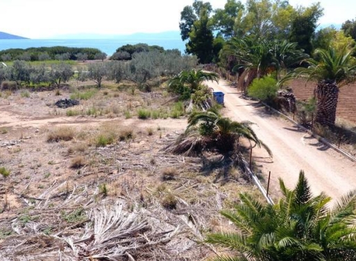 Αγροτεμάχιο Κάντια, Ασίνη 4.850 τ.μ. - 9