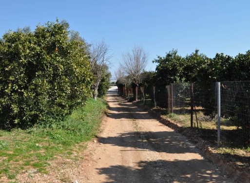 Αγροτεμάχιο Τίρυνθα, Νέα Τίρυνθα 4.055 τ.μ. - 3
