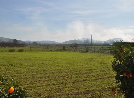 Nea Kios Agricultural Land  4300 m2