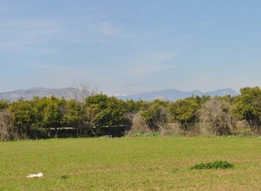 Nea Kios Agricultural Land  4300 m2