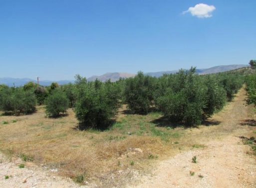 Земельный участок Tirintha, Nea Tiryntha 3.900 кв.м - 3