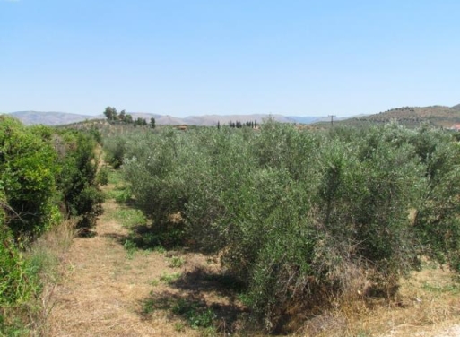 Земельный участок Tirintha, Nea Tiryntha 3.900 кв.м - 5