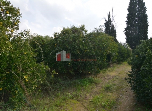 Argoliko, Midea Agricultural Land  14500 m2