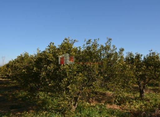 Nea Kios Agricultural Land  7500 m2