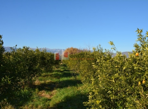 Nea Kios Agricultural Land  7500 m2