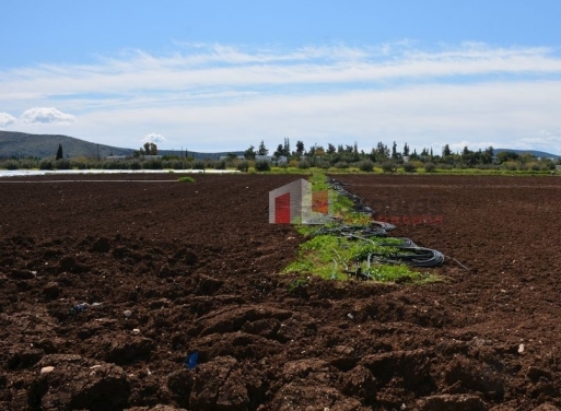 Iria, Asini Agricultural Land  30000 m2
